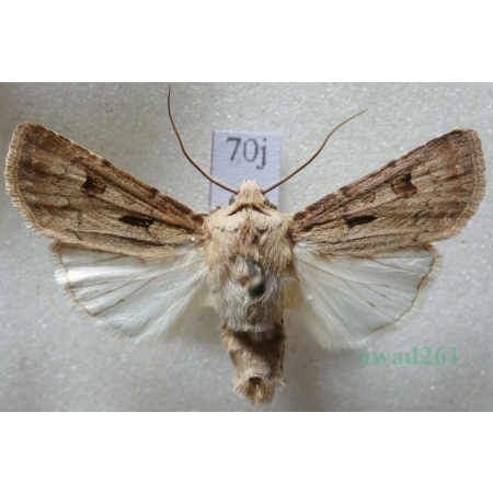 Agrotis exclamationis (Linnaeus, 1758) Rolnica czopówka Czech70j